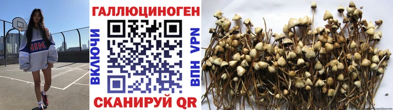 Галлюциногенные грибы Psilocybe Лысьва